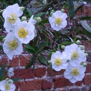 Carpenteria californica