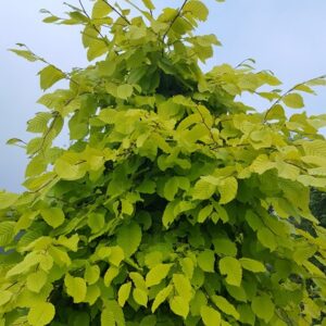 Carpinus betulus Chartreuse ('Carpsim') (PBR)