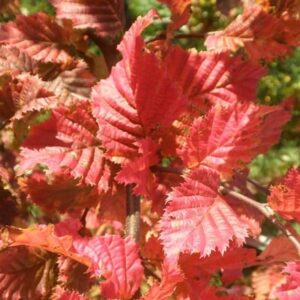 Carpinus betulus Rockhampton Red ('Lochglow') (PBR)