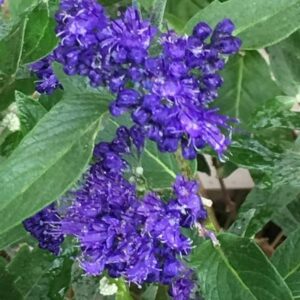 Caryopteris × clandonensis Heavenly Blue