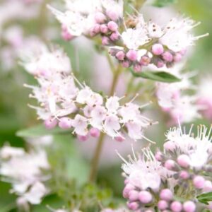 Caryopteris × clandonensis Pink Perfection ('Lisspin') (PBR)