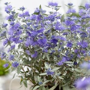 Caryopteris × clandonensis Sterling Silver ('Lissilv') (PBR)