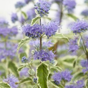 Caryopteris × clandonensis White Surprise (PBR)