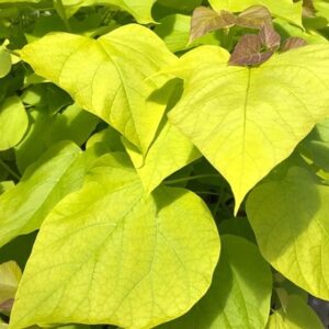 Catalpa bignonioides Aurea