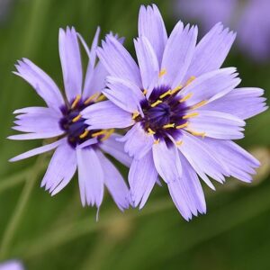 Catananche caerulea