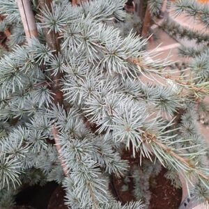 Cedrus atlantica Glauca (Glauca group)