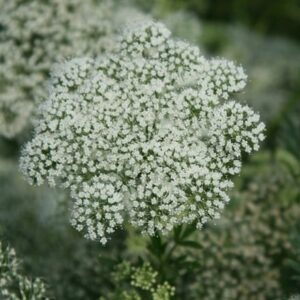 Cenolophium denudatum