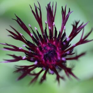 Centaurea Jordy