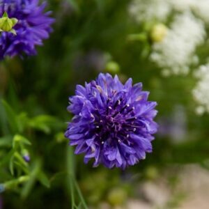 Centaurea cyanus Blue Ball