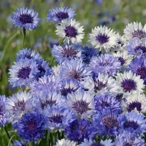 Centaurea cyanus Classic Fantastic