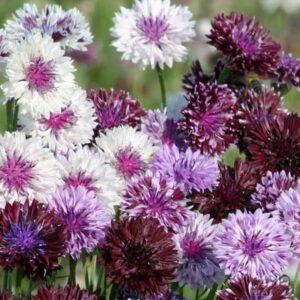 Centaurea cyanus Classic Magic
