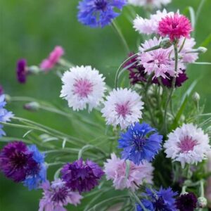 Centaurea cyanus Polka Dot Series