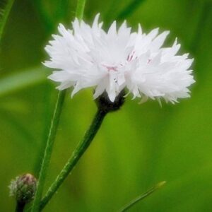 Centaurea cyanus White Ball