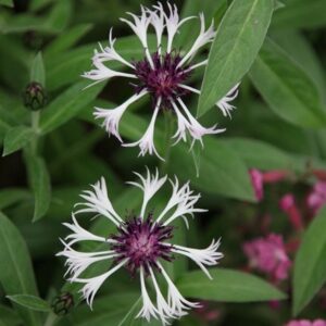 Centaurea montana Purple Heart