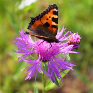 Centaurea scabiosa