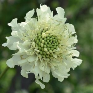 Cephalaria gigantea