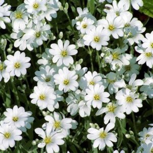 Cerastium tomentosum