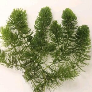 Ceratophyllum demersum