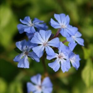 Ceratostigma willmottianum Forest Blue ('Lice') (PBR)