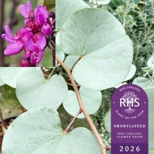Cercis Blue Lagoon