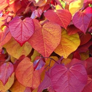Cercis canadensis Eternal Flame ('Nc2016-2') (PBR)