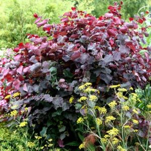 Cercis canadensis Forest Pansy