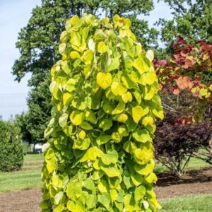 Cercis canadensis Golden Falls ('NC2015-12')