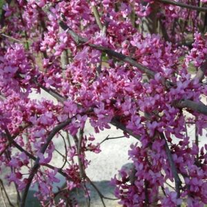 Cercis canadensis Lavender Twist ('Covey')