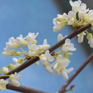 Cercis canadensis Texan White