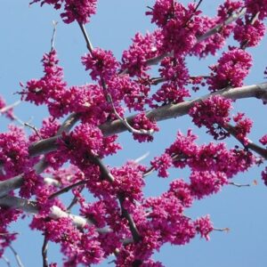 Cercis canadensis var. texensis Oklahoma