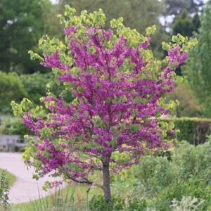 Cercis siliquastrum Bodnant