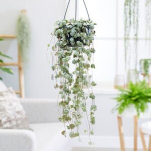 Ceropegia linearis subsp. woodii