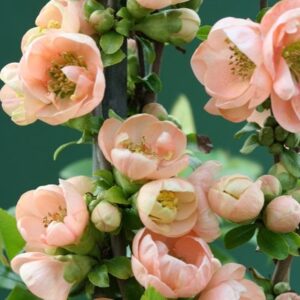 Chaenomeles speciosa Geisha Girl