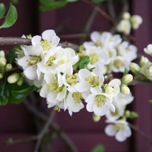 Chaenomeles speciosa Nivalis