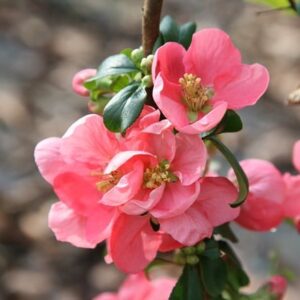 Chaenomeles × superba Pink Lady