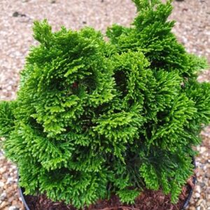 Chamaecyparis lawsoniana Minima Aurea