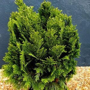 Chamaecyparis lawsoniana Minima Glauca