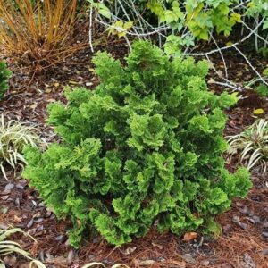 Chamaecyparis obtusa Nana Gracilis