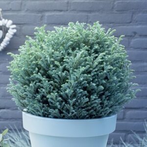 Chamaecyparis pisifera Blue Moon (PBR)