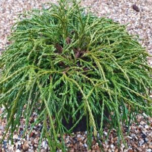 Chamaecyparis pisifera Filifera Nana
