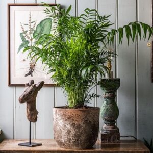 Chamaedorea elegans