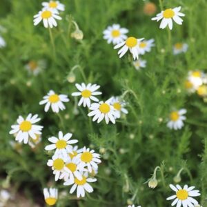 Chamaemelum nobile