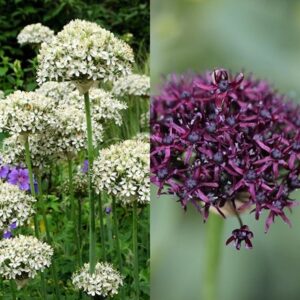 Chelsea Jewelled Allium collection
