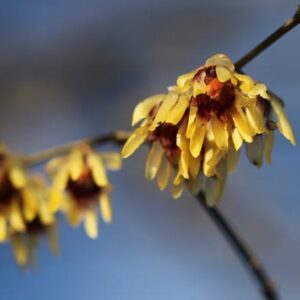 Chimonanthus praecox