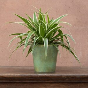 Chlorophytum comosum Ocean (PBR)