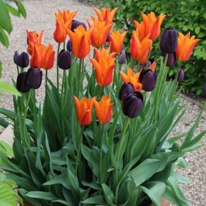 Chocolate orange tulip collection