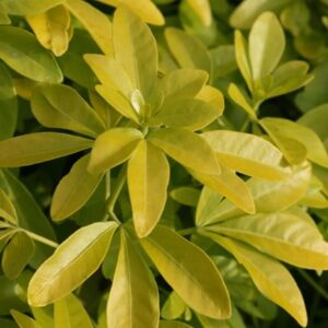 Choisya ternata Sundance ('Lich')