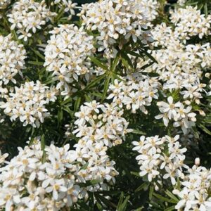 Choisya × dewitteana White Dazzler ('Londaz') (PBR)