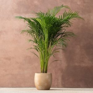 Chrysalidocarpus lutescens