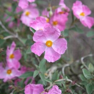 Cistus × argenteus Silver Pink